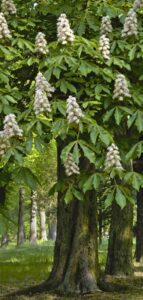 arbol del castaño de indias