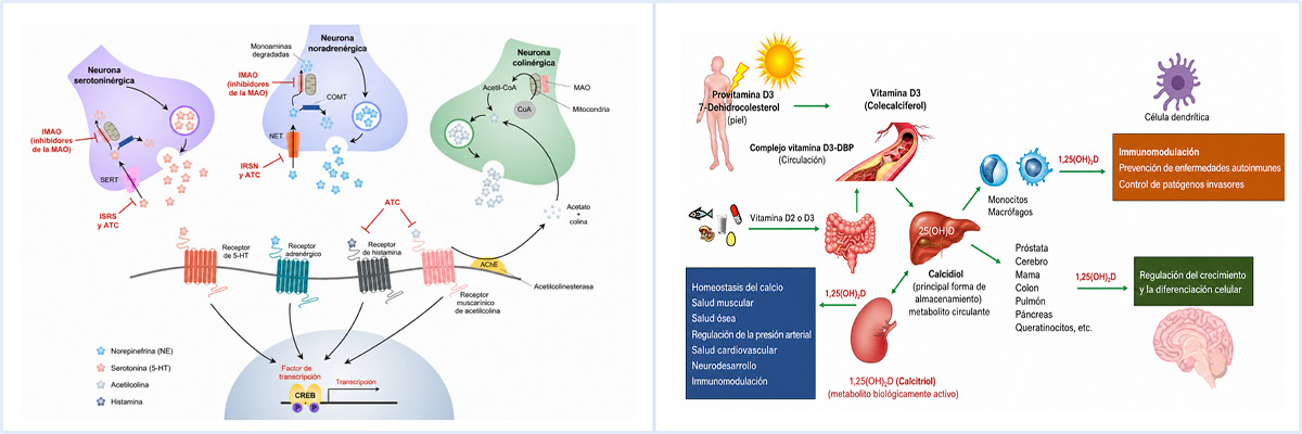 Relación entre vitamina D, exposición a la luz solar y su posible implicación en el bienestar emocional.