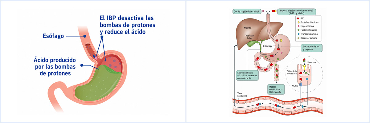 Influencia de la reducción de la acidez gástrica sobre la absorción de nutrientes esenciales.