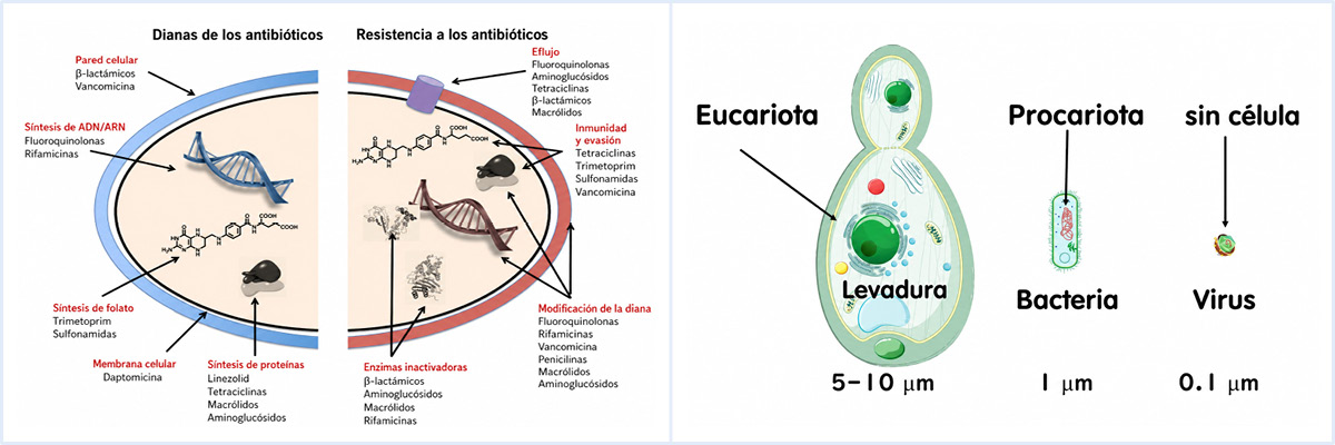 Mecanismos de acción de los antibióticos y diferencias estructurales entre bacterias y levaduras.