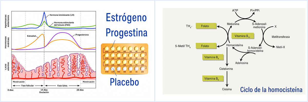 Posible influencia de los anticonceptivos orales sobre los niveles de vitaminas del grupo B.